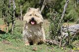 CAIRN TERRIER 286
